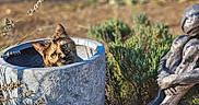 Nouille participe au concours pour gagner de l'argent avec cette photo : cat, tortoiseshell_cat, planter, pot, garden, statue, sculpture, plants, greenery, outdoor, sunlight, curious, peeking, animal, nature, art, decoration, relaxing, head, contemplative