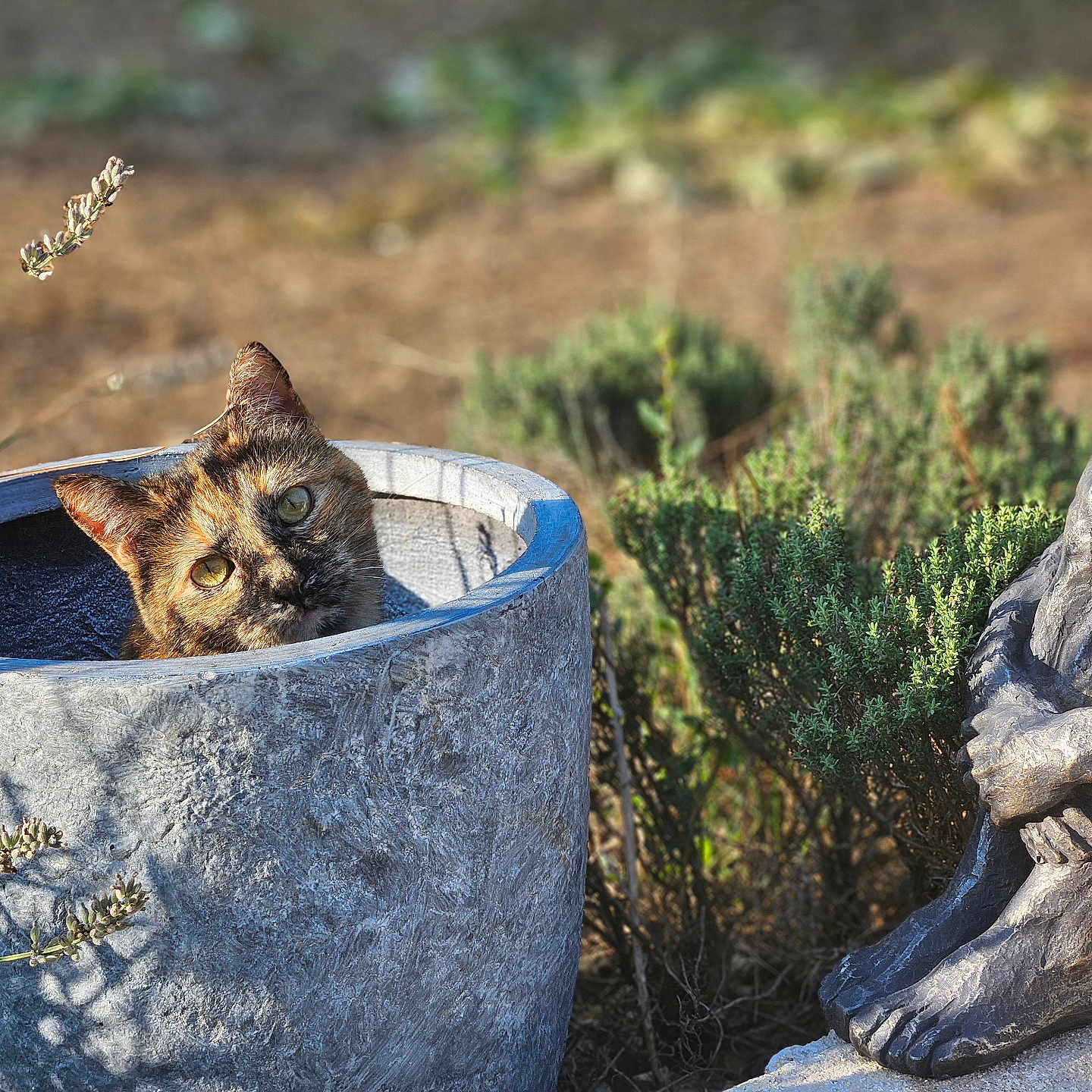 Nouille participe au concours pour gagner de l'argent avec cette photo : cat, tortoiseshell_cat, planter, pot, garden, statue, sculpture, plants, greenery, outdoor, sunlight, curious, peeking, animal, nature, art, decoration, relaxing, head, contemplative