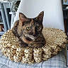 Nouille participe au concours pour gagner de l'argent avec cette photo : cat, tortoiseshell_cat, pet, indoor, woven_cushion, chair, furniture, plaid, relaxing, close_up, animal, domestic_cat, cute, resting, cozy, whiskers, ears, face, eyes, table