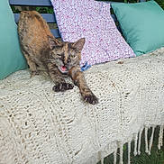 Nouille participe au concours pour gagner de l'argent avec cette photo : cat, tortoiseshell, stretching, claws, bench, cushion, knitted_blanket, outdoor, greenery, grass, pet, animal, feline, fur, whiskers, nature, relaxation, expression, mouth_open, paws