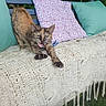 cat, tortoiseshell, stretching, claws, bench, cushion, knitted_blanket, outdoor, greenery, grass, pet, animal, feline, fur, whiskers, nature, relaxation, expression, mouth_open, paws