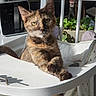 Nouille a rejoint le concours — aidez-le/la à gagner de superbes lots ! cat, tortoiseshell, pet, animal, feline, chair, cushion, sunlight, indoor, relaxed, paw, crossed_paws, curious, looking_at_camera, fur, whiskers, ears, plant, home_decor, shadow