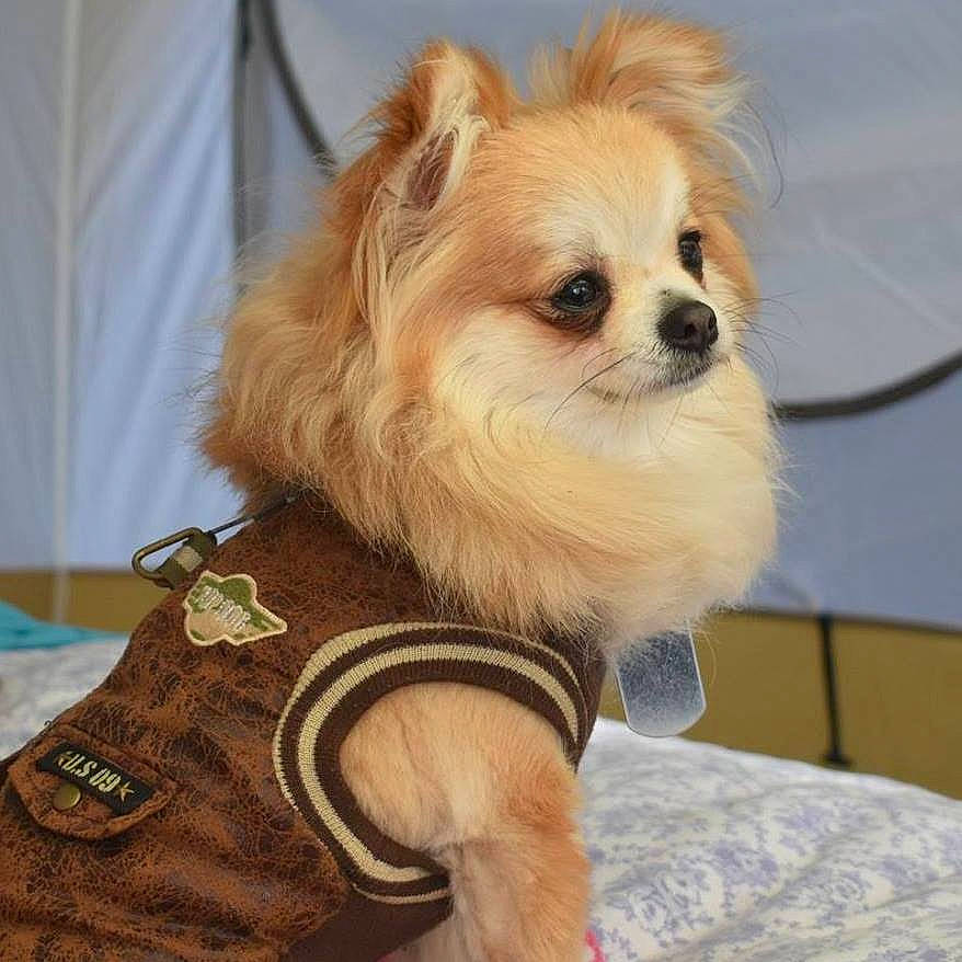 Tink joined the competition — help win amazing prizes! ancient_dog_breeds, canidae, carnivore, companion_dog, dog, dog_breed, dog_clothes, fawn, fur, mammal, pomeranian, puppy, snout, spitz, toy_dog, vertebrate, whiskers