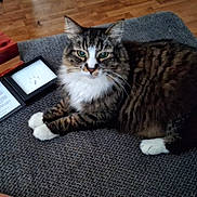 Lucky is registered to the contest to win money with this photo: cat, tabby, white_paws, white_chest, fur, pet, animal, indoor, wood_floor, wooden_box, paw_print, gray_surface, texture, relaxed, sitting, feline, closeup, domestic_animal, cozy, household