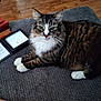 cat, tabby, white_paws, white_chest, fur, pet, animal, indoor, wood_floor, wooden_box, paw_print, gray_surface, texture, relaxed, sitting, feline, closeup, domestic_animal, cozy, household