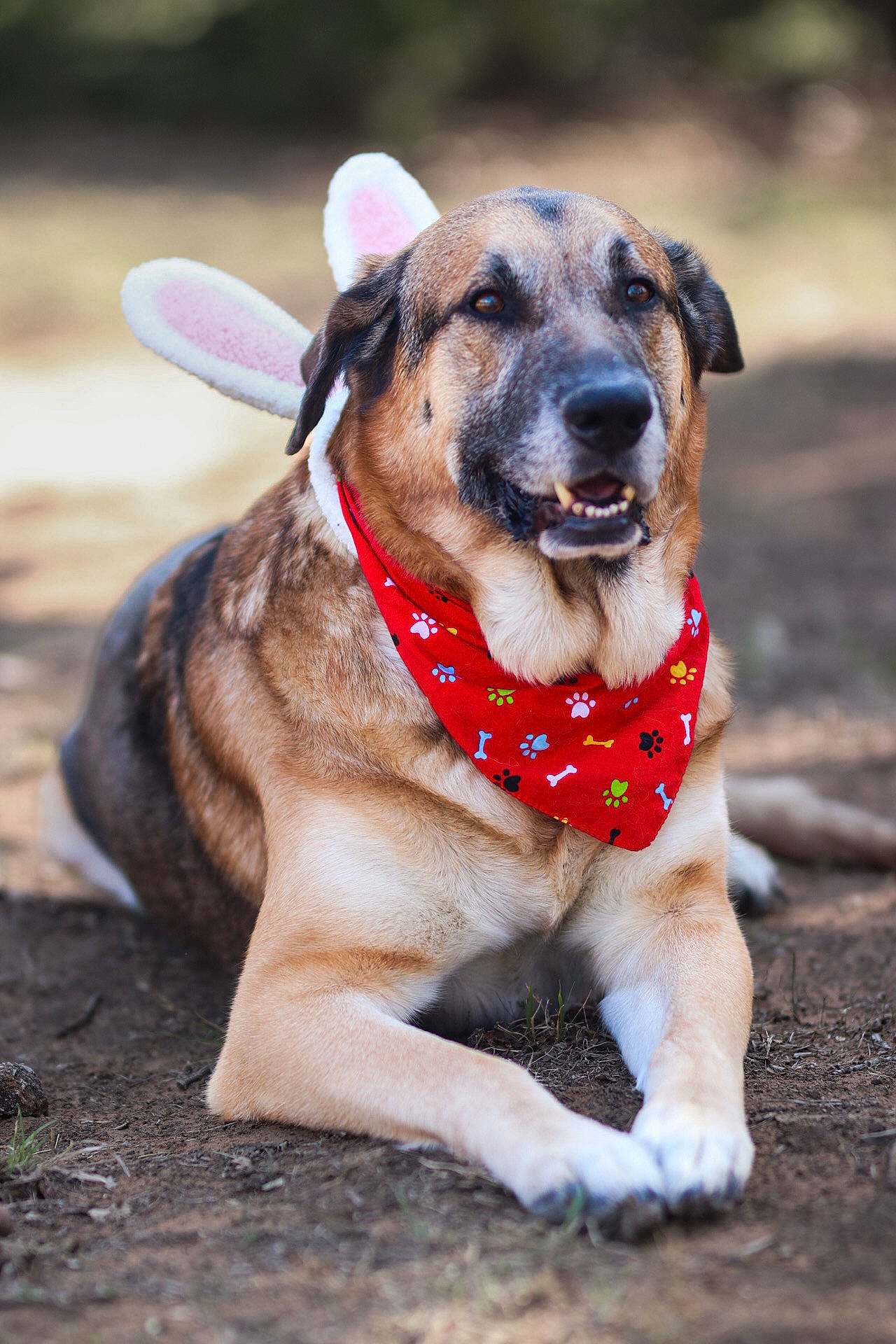 Bane is registered to the contest to win money with this photo: canidae, carnivore, collar, companion_dog, dog, dog_breed, dog_collar, dog_supply, fawn, grass, guard_dog, pet_supply, plant, snout, soil, sporting_group, terrestrial_animal, whiskers, working_animal, working_dog