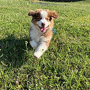 Ace a rejoint le concours — aidez-le/la à gagner de superbes lots ! puppy, dog, grass, running, outdoor, sunlight, happy, ears_flapping, brown_and_white_fur, tongue_out, field, nature, playful, daylight, pet, cute, animal, summer, energetic, background_buildings