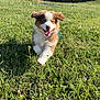 puppy, dog, grass, running, outdoor, sunlight, happy, ears_flapping, brown_and_white_fur, tongue_out, field, nature, playful, daylight, pet, cute, animal, summer, energetic, background_buildings
