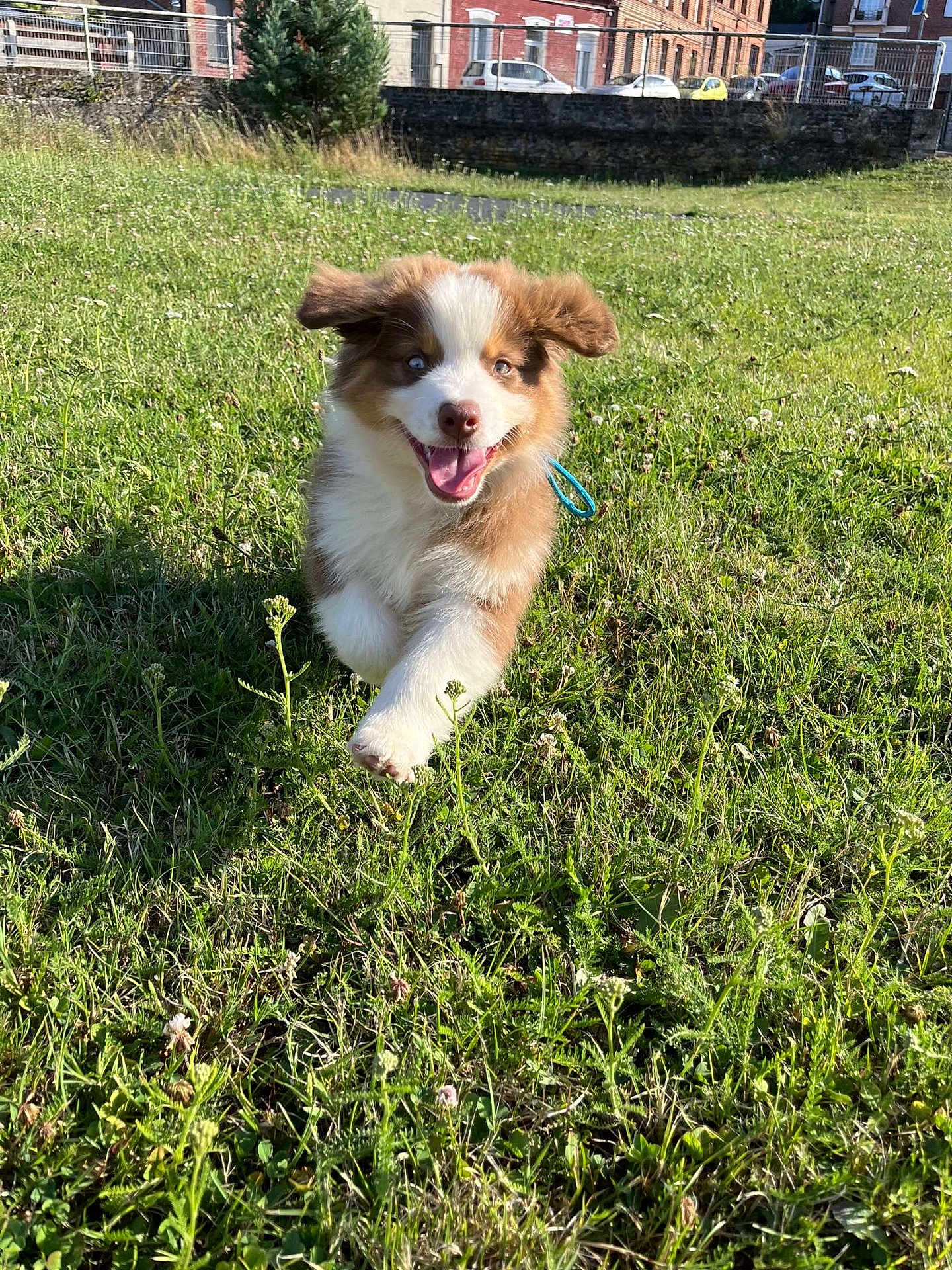Ace a rejoint le concours — aidez-le/la à gagner de superbes lots ! puppy, dog, grass, running, outdoor, sunlight, happy, ears_flapping, brown_and_white_fur, tongue_out, field, nature, playful, daylight, pet, cute, animal, summer, energetic, background_buildings