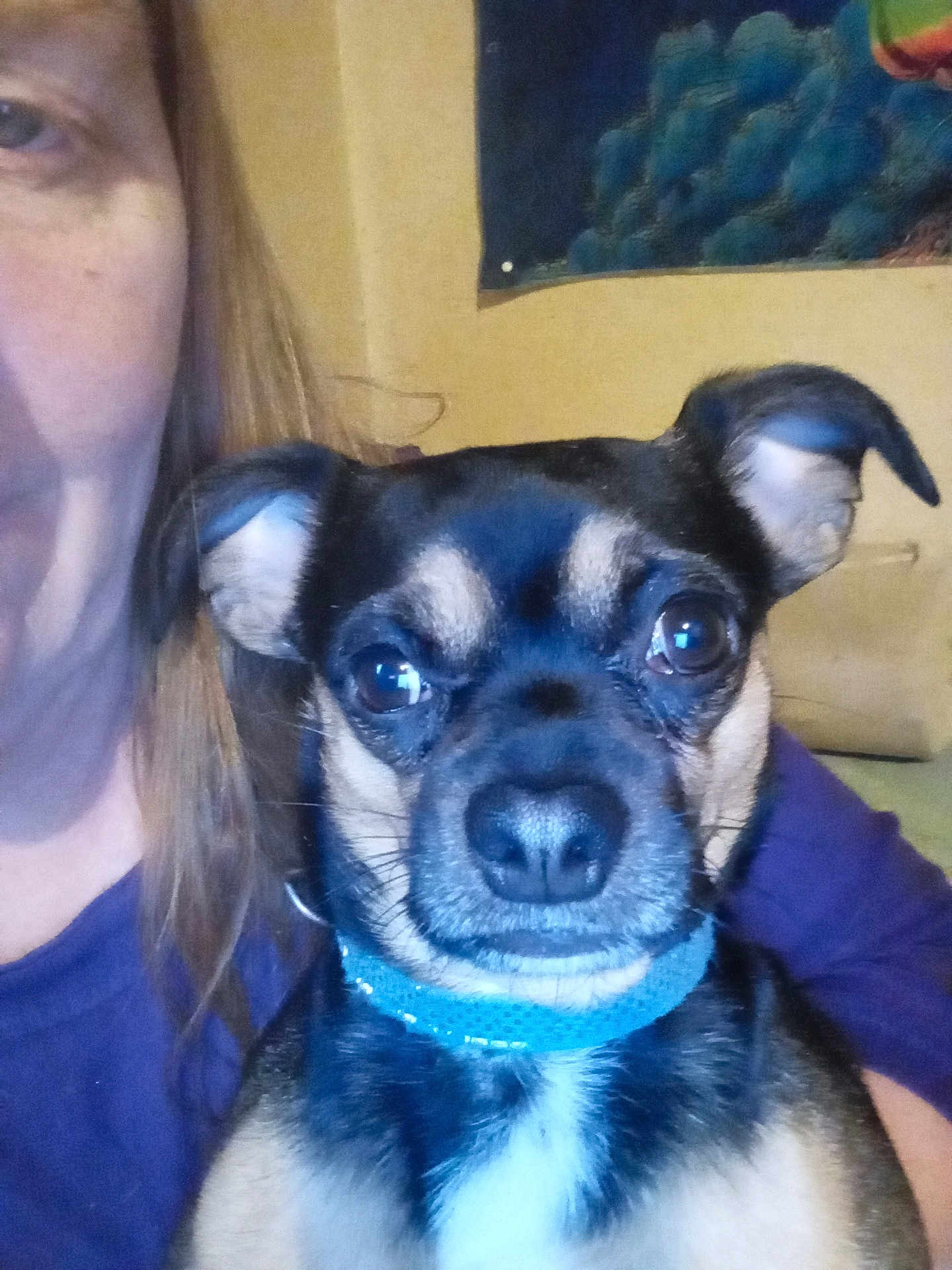 Toki joined the competition — help win amazing prizes! dog, small_dog, close_up, pet, collar, face, eyes, indoor, person_partial, purple_shirt, wall, poster, black_fur, tan_fur, snout, ears, companion, animal, cute, portrait