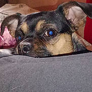 Toki joined the competition — help win amazing prizes! dog, close_up, resting, indoor, brown, black, ears, face, eyes, fur, snout, couch, blanket, cozy, pet, animal, relaxed, home, soft, comfort