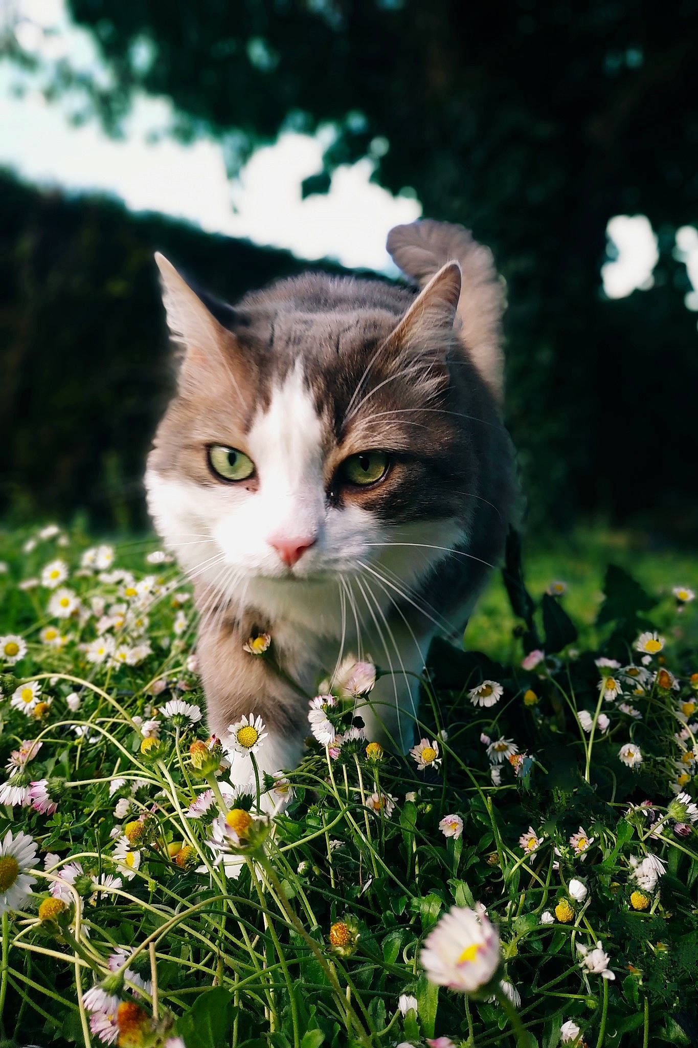 Happy a rejoint le concours — aidez-le/la à gagner de superbes lots ! carnivore, cat, domestic_short_haired_cat, felidae, flower, flowering_plant, grass, grassland, groundcover, herbaceous_plant, lawn, meadow, natural_landscape, nature, people_in_nature, petal, plant, small_to_medium_sized_cats, tree, whiskers