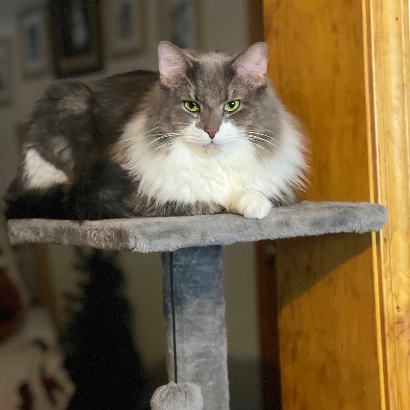 Rhys Ryann Goodway joined the competition — help win amazing prizes! abyssinian, angora, animal, art, cat, closet, cupboard, furniture, handrail, hardwood, indoors, kitten, manx, painting, pet, plywood, shelf, siamese, slate, wood