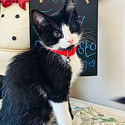 Thor is registered to the contest to win money with this photo: accessories, animal, art, cat, envelope, face, formalwear, furniture, greetingcard, head, kitten, mail, manx, person, pet, photoframe, photography, portrait, text, tie