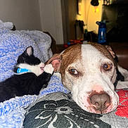 Elsa is registered to the contest to win money with this photo: animal, architecture, bed, bedroom, blanket, building, canine, cat, couch, cushion, dog, furniture, homedecor, hound, indoors, lamp, linen, pet, puppy, room