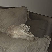 Oslo a rejoint le concours — aidez-le/la à gagner de superbes lots ! animal, blanket, calm, cat, couch, cozy, cute, domestic, fur, furniture, home, indoor, living_room, pet, pillow, quiet, relaxation, resting, sleeping, soft