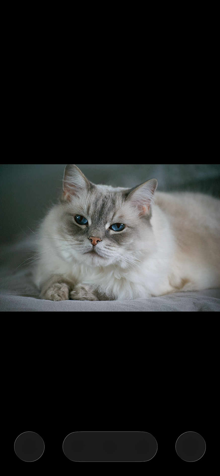 Oslo a rejoint le concours — aidez-le/la à gagner de superbes lots ! animal, blue_eyes, calm, cat, close_up, cute, domestic_cat, ears, face, feline, fluffy, indoor, lying_down, mammal, pet, portrait, relaxed, resting, soft_fur, whiskers