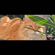 Simba a rejoint le concours — aidez-le/la à gagner de superbes lots ! animal, calm, cat, close_up, cute, domestic_cat, feline, fluffy, greenery, leaf, nature, orange_cat, outdoor, pet, plant, relaxed, resting, soft_light, sunlight, whiskers
