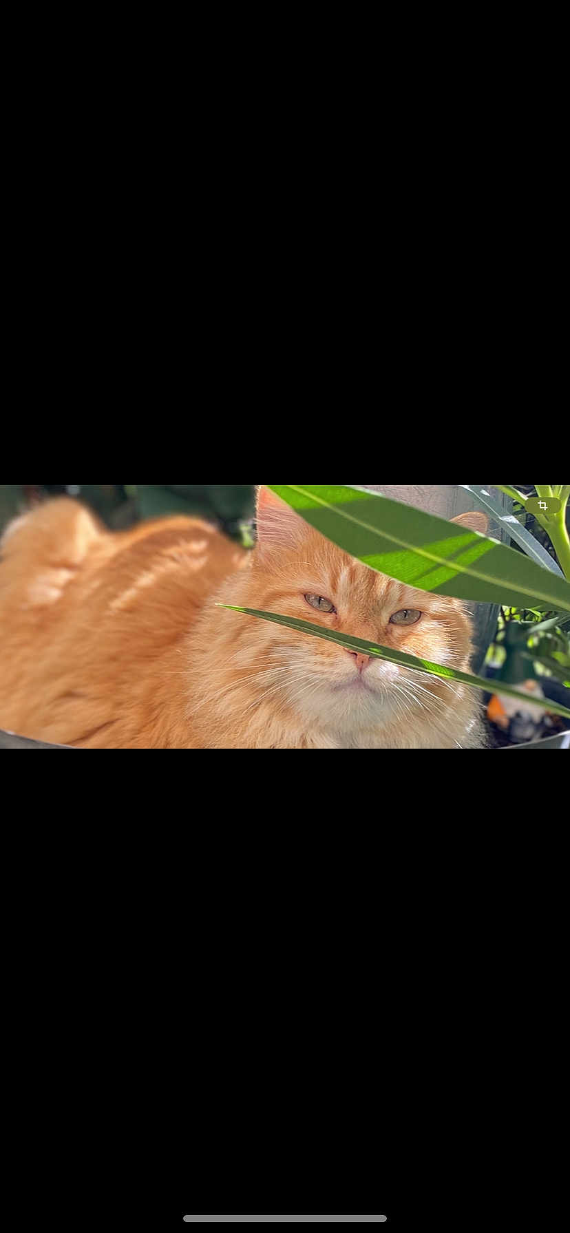Simba