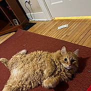 Pharrell joined the competition — help win amazing prizes! cat, ginger_cat, fluffy, indoor, carpet, wooden_floor, door, furniture, curious, pet, relaxed, lying_down, closeup, whiskers, ears, home, cozy, animal, portrait, floor