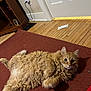 cat, ginger_cat, fluffy, indoor, carpet, wooden_floor, door, furniture, curious, pet, relaxed, lying_down, closeup, whiskers, ears, home, cozy, animal, portrait, floor