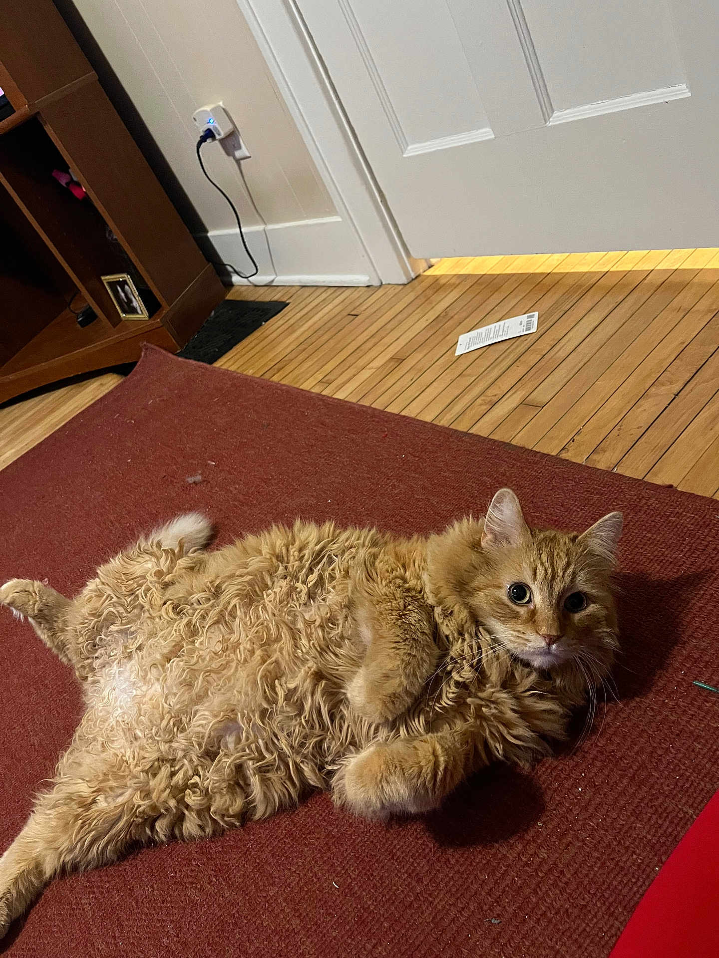 Pharrell joined the competition — help win amazing prizes! cat, ginger_cat, fluffy, indoor, carpet, wooden_floor, door, furniture, curious, pet, relaxed, lying_down, closeup, whiskers, ears, home, cozy, animal, portrait, floor