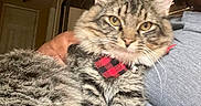 Leo Thompson is registered to the contest to win money with this photo: animal, cat, closeup, collar, cozy, door, fluffy, fur, furniture, glasses, gray_shirt, home, indoor, lamp, person, pet, portrait, relaxed, tabby, whiskers
