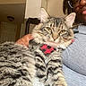 Leo Thompson is registered to the contest to win money with this photo: cat, tabby, fluffy, collar, pet, animal, indoor, person, glasses, gray_shirt, furniture, lamp, door, home, cozy, closeup, portrait, whiskers, fur, relaxed