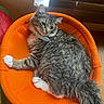 Leo Thompson joined the competition — help win amazing prizes! cat, tabby_cat, orange_chair, indoor, pet, feline, relaxed, fur, white_paws, collar, window_blinds, wood_floor, mesh_chair, seated, side_view, domestic_animal, cozy, resting, home, natural_light