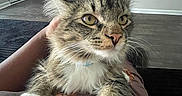 Leo Thompson joined the competition — help win amazing prizes! cat, tabby, pet, indoor, fur, whiskers, paws, animal, close_up, domestic, feline, resting, looking, household, floor, chair, table, cage, human_hand, cozy