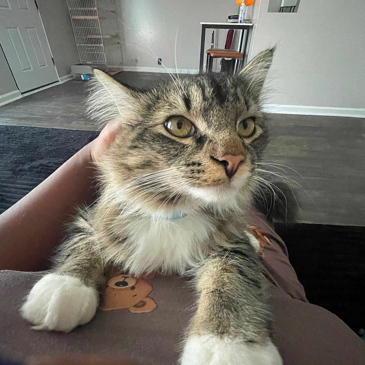 Leo Thompson joined the competition — help win amazing prizes! cat, tabby, pet, indoor, fur, whiskers, paws, animal, close_up, domestic, feline, resting, looking, household, floor, chair, table, cage, human_hand, cozy