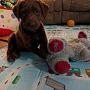 Piper joined the competition — help win amazing prizes! puppy, dog, chocolate_labrador, plush_toy, teddy_bear, play_mat, indoor, couch, basketball, toy, floor, brown, cute, pet, animal, young, home, carpet, stuffed_animal, relaxing