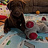 puppy, dog, chocolate_labrador, plush_toy, teddy_bear, play_mat, indoor, couch, basketball, toy, floor, brown, cute, pet, animal, young, home, carpet, stuffed_animal, relaxing