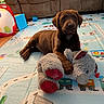 Piper is registered to the contest to win money with this photo: puppy, dog, stuffed_animal, toy, play_mat, living_room, couch, brown_dog, floor, pet, indoor, cute, young_dog, animal, carpet, plush_toy, relaxing, home, pet_toy, cozy