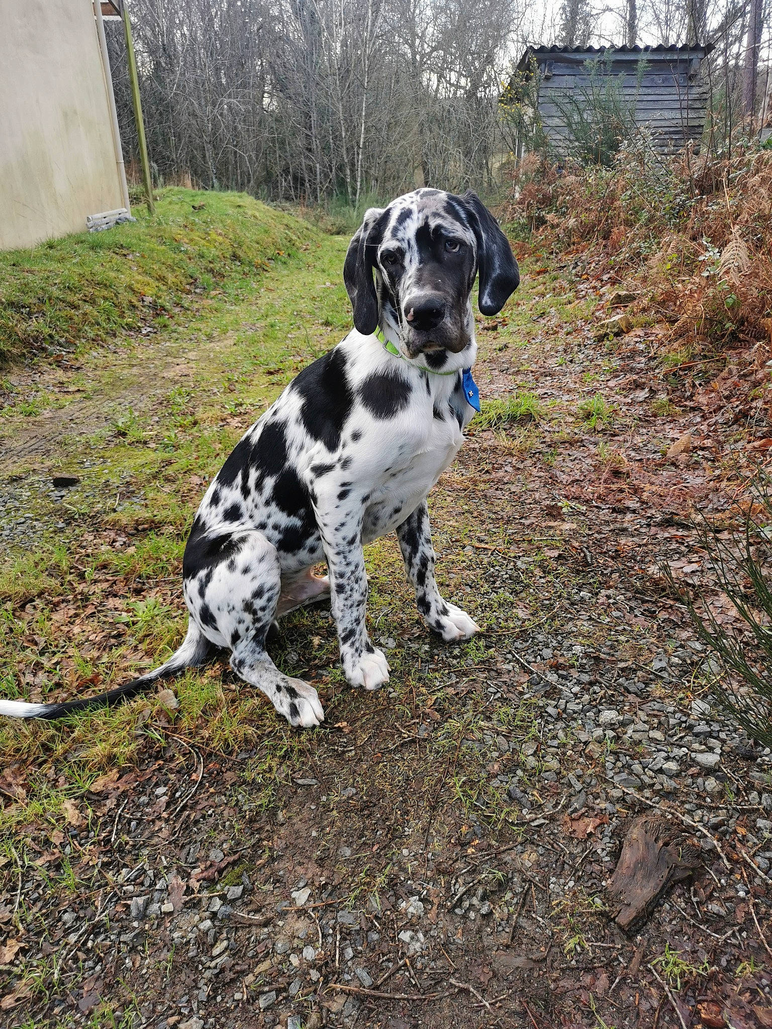 Baby U-two participe au concours pour gagner de l'argent avec cette photo : canidae, carnivore, companion_dog, dalmatian, dog, dog_breed, fawn, grass, gun_dog, hunting_dog, non_sporting_group, plant, snout, soil, sporting_group, tail, tree, working_animal, working_dog