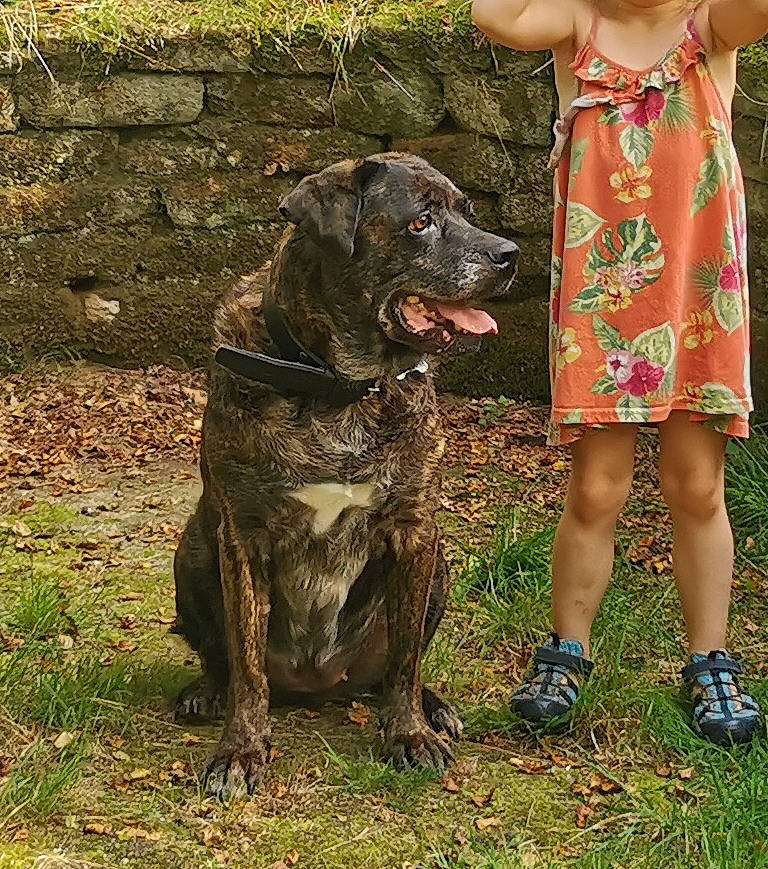 Haya a rejoint le concours — aidez-le/la à gagner de superbes lots ! canidae, carnivore, collar, companion_dog, day_dress, dog, dog_breed, dog_collar, fawn, grass, guard_dog, gun_dog, happy, liver, one_piece_garment, plant, snout, sporting_group, working_animal, working_dog