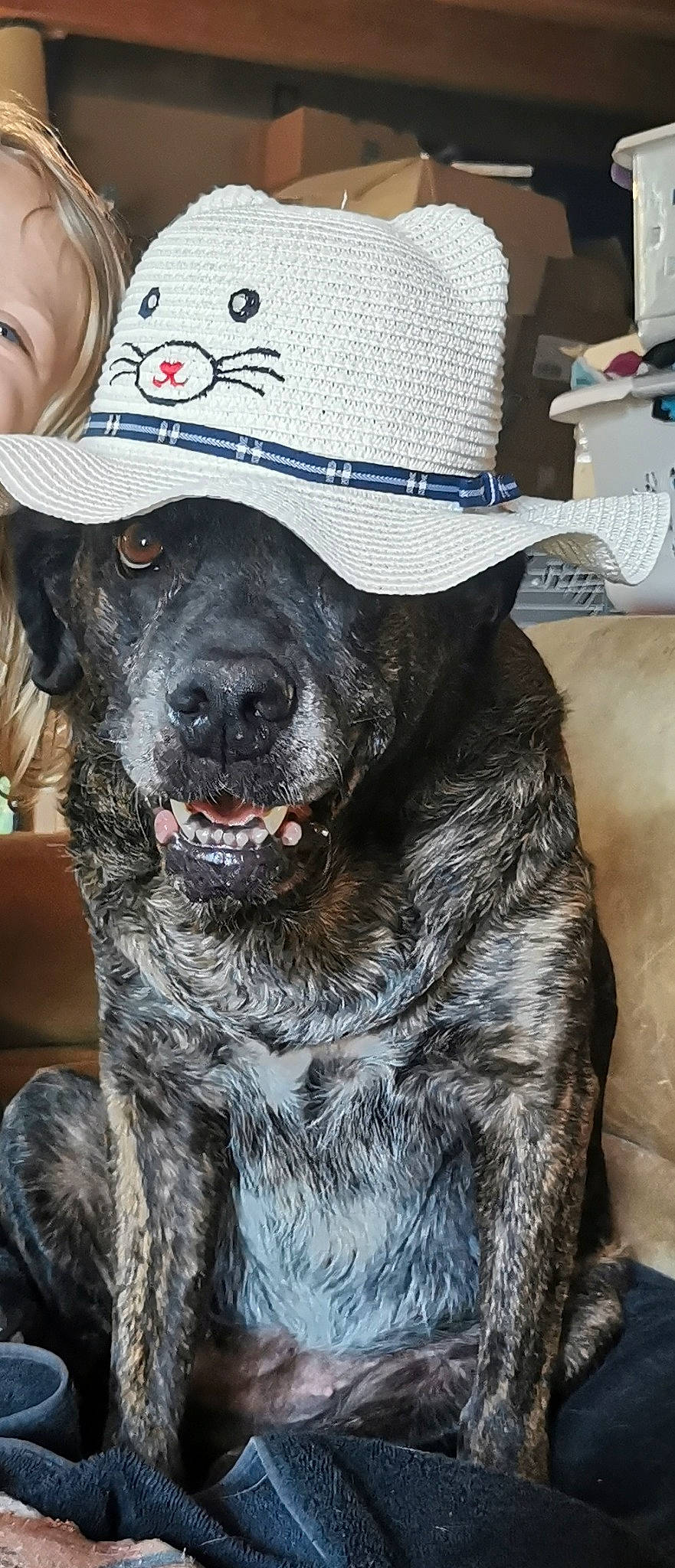 Haya a rejoint le concours — aidez-le/la à gagner de superbes lots ! canidae, cap, carnivore, collar, companion_dog, dog, dog_breed, dog_collar, fashion_accessory, fedora, fur, guard_dog, gun_dog, hat, leash, liver, snout, sporting_group, sun_hat, working_animal