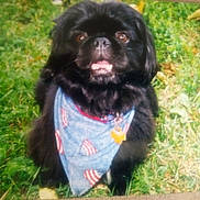 Benji is registered to the contest to win money with this photo: dog, black_dog, bandana, grass, outdoor, pet, animal, happy, smiling, fur, cute, collar, nature, canine, portrait, sitting, daylight, friendly, small_dog, playful