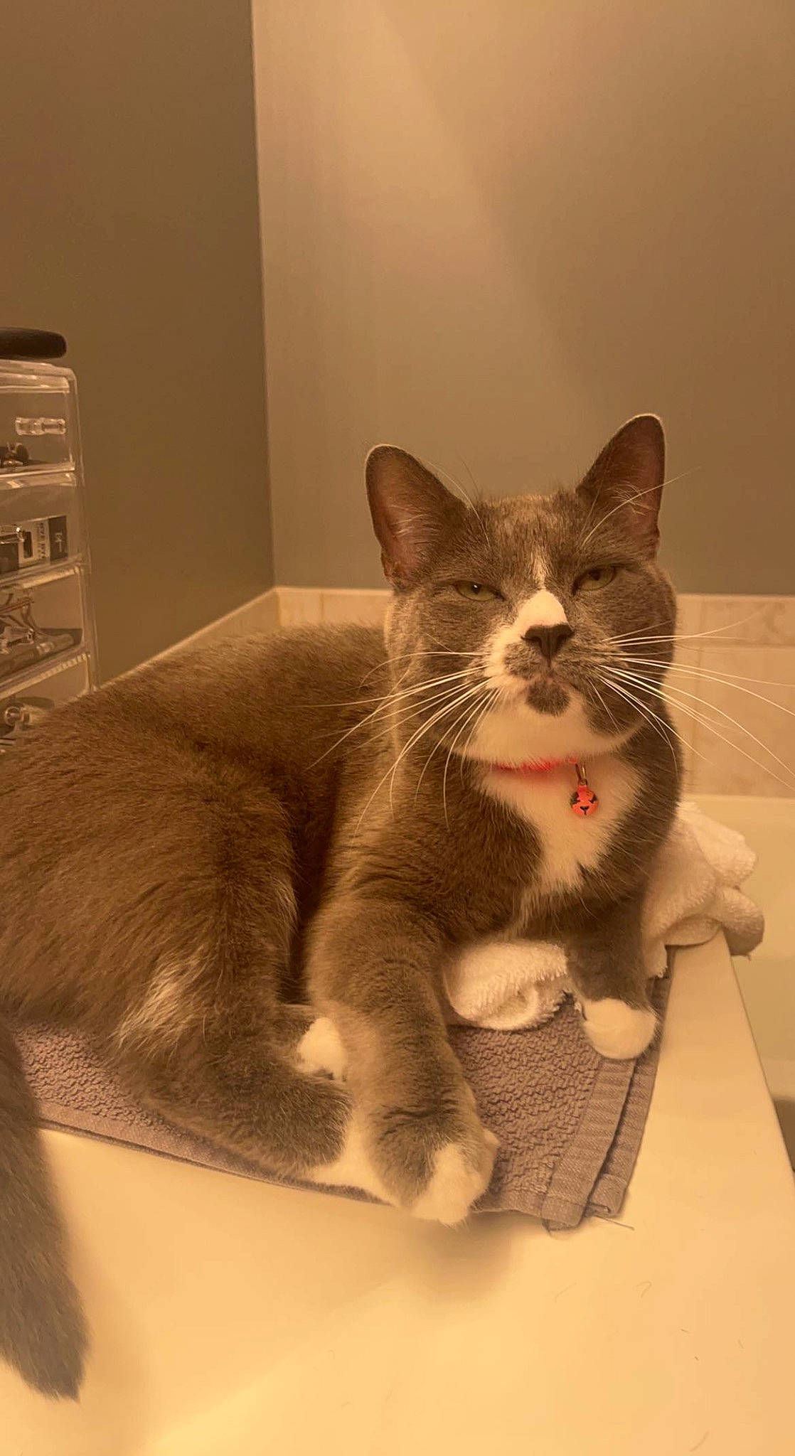 Fiona is registered to the contest to win money with this photo: animal_shelter, box, cardboard, carnivore, cat, cat_supply, comfort, domestic_short_haired_cat, felidae, fur, paw, pet_supply, small_to_medium_sized_cats, snout, tail, whiskers