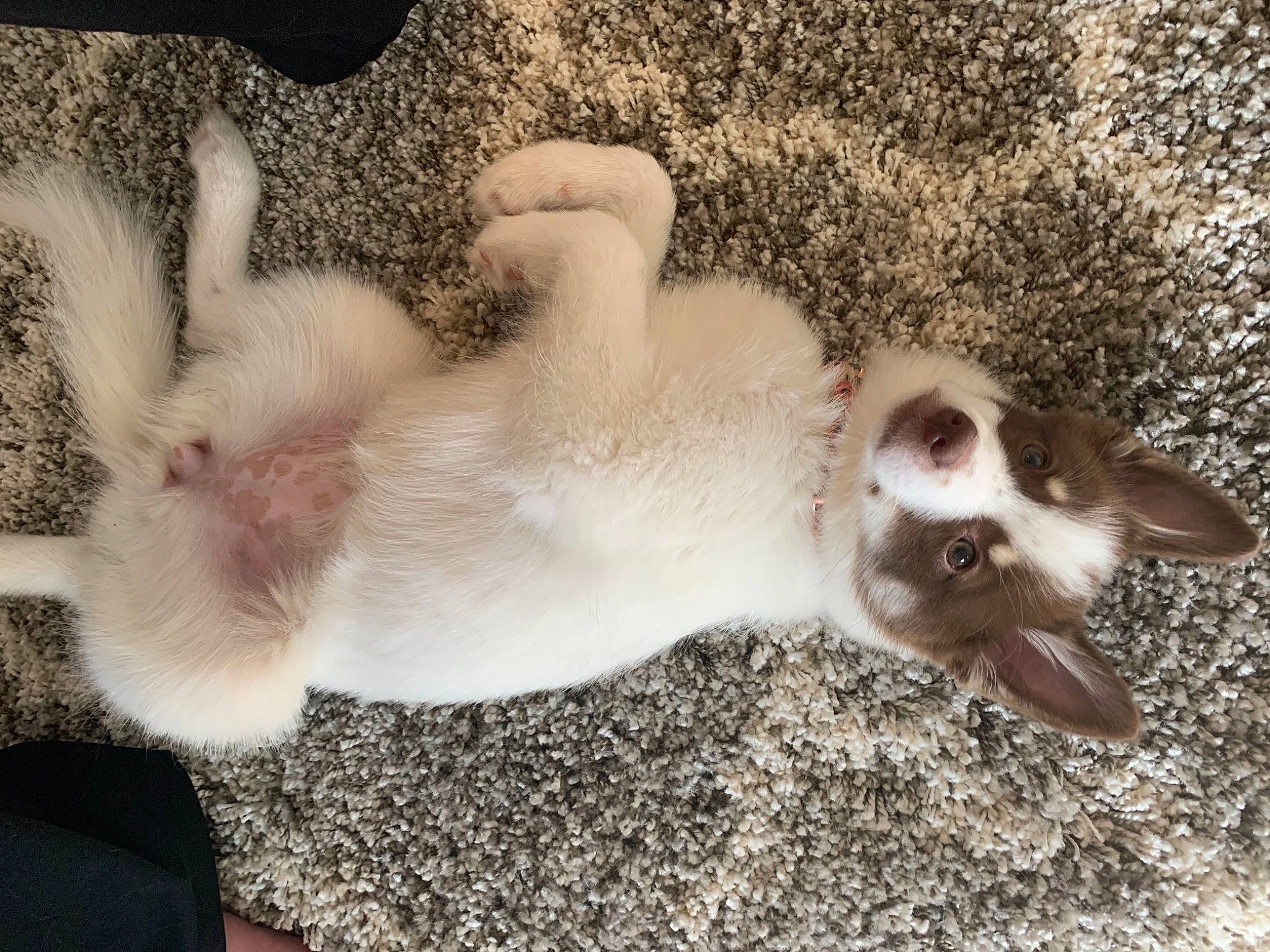 Dani joined the competition — help win amazing prizes! canidae, carnivore, cat, claw, comfort, companion_dog, dog_breed, domestic_short_haired_cat, fawn, felidae, foot, fur, paw, puppy, small_to_medium_sized_cats, snout, sporting_group, tail, terrestrial_animal, whiskers