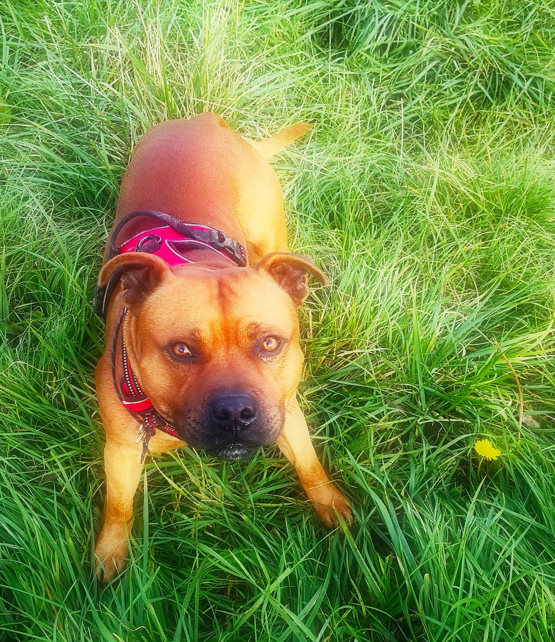 Asko participe au concours pour gagner de l'argent avec cette photo : american_pit_bull_terrier, american_staffordshire_terrier, canidae, carnivore, companion_dog, dog, dog_breed, fawn, grass, mammal, pit_bull, plant, rare_breed_dog, snout, staffordshire_bull_terrier