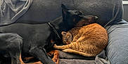 Major joined the competition — help win amazing prizes! animal, blanket, comfort, companion, couch, cozy, doberman, dog, fur, home, indoor, napping, orange_cat, pets, relaxation, resting, siamese_cat, sleeping, snuggling, window_blinds