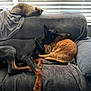 Major joined the competition — help win amazing prizes! dog, doberman, orange_cat, siamese_cat, couch, blanket, window_blinds, indoor, resting, sleeping, pets, cozy, snuggling, fur, animal, companion, relaxation, home, comfort, napping