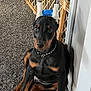 doberman, puppy, dog, indoors, carpet, baby_gate, ears_taped, black_and_tan, pet, young_dog, collar, sitting, looking_at_camera, floor, home, wall, doorframe, cute, animal, pet_care