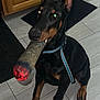 doberman, dog, pet, animal, indoor, kitchen, floor, tile, black_and_tan, sitting, collar, curious, large_object, fake_cigar, glowing, flash_reflection, ears_up, looking_at_camera, domestic, household