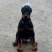 Major is registered to the contest to win money with this photo: doberman, puppy, dog, sitting, gravel, black, brown, collar, canine, pet, outdoor, young, mammal, ears, paws, fur, cute, animal, headwear, portrait