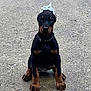 doberman, puppy, dog, sitting, gravel, black, brown, collar, canine, pet, outdoor, young, mammal, ears, paws, fur, cute, animal, headwear, portrait