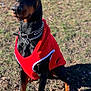 doberman, dog, pet, animal, outdoor, grass, sunlight, red_vest, collar, black_and_tan, guard_dog, sitting, ears_up, alert, nature, canine, portrait, daytime, shadow, leash_accessory