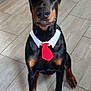 Major joined the competition — help win amazing prizes! doberman, dog, tie, collar, pet, indoor, tile_floor, kitchen, black_and_tan, sitting, ears_up, looking_at_camera, animal, canine, domestic_dog, portrait, cute, funny, costume, pet_accessory