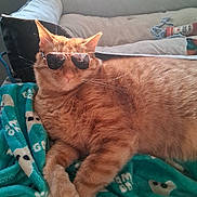 Sunny is registered to the contest to win money with this photo: cat, orange_tabby, sunglasses, blanket, skull_pattern, couch, cushion, indoor, pet, relaxed, fur, whiskers, home, cozy, laid_back, animal, cute, portrait, resting, accessory